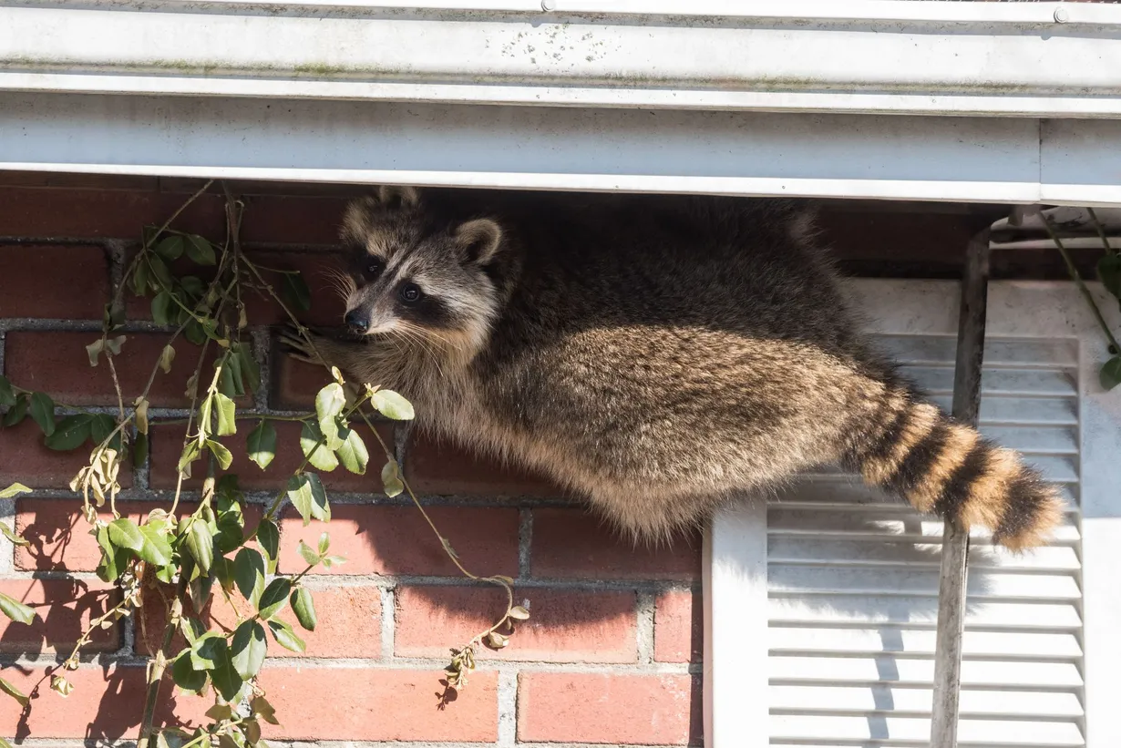 Chapman Pest Control