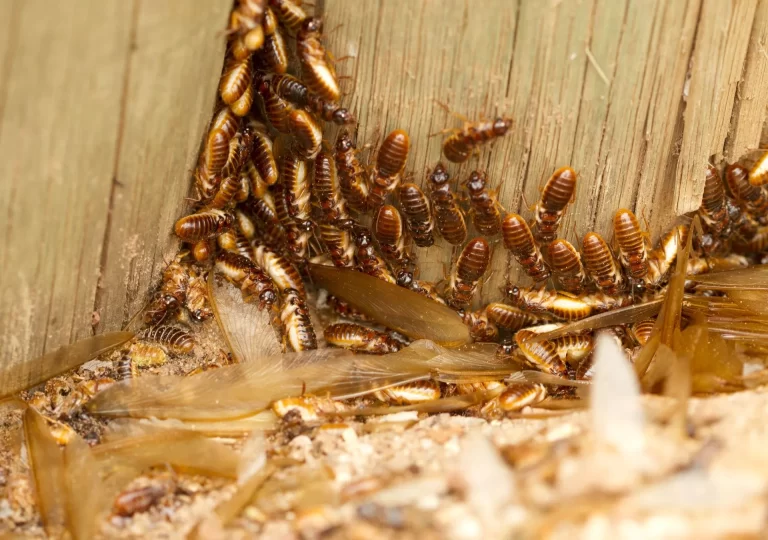 Termites gathered inside damaged wood