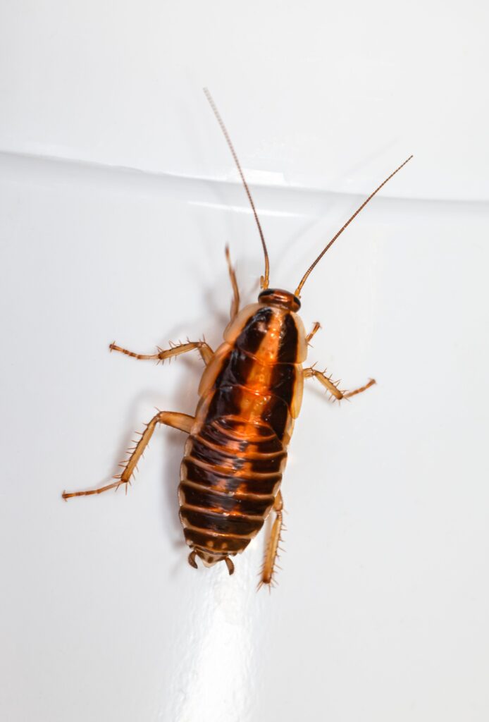 a brown household cockroach