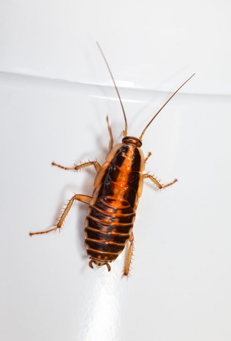 a brown household cockroach