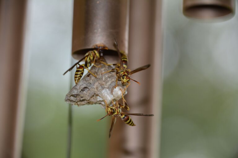 Paper wasps building an exposed nest outdoors