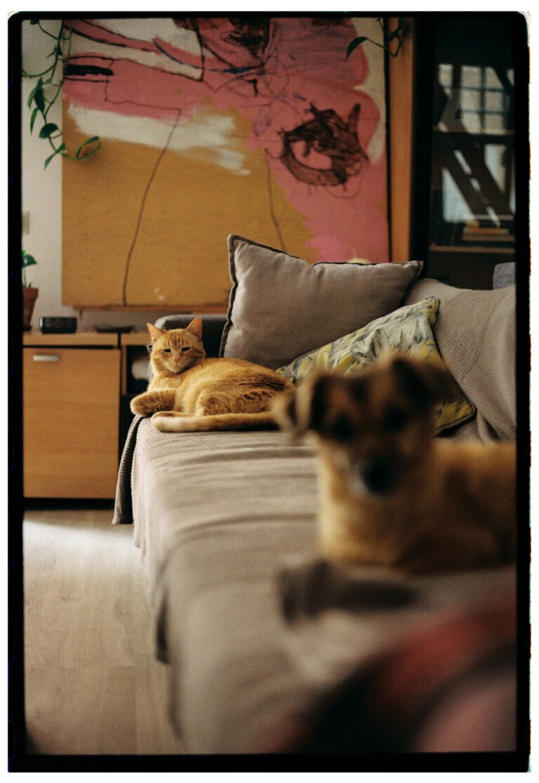 Dog and cat relaxing together on a couch inside a home