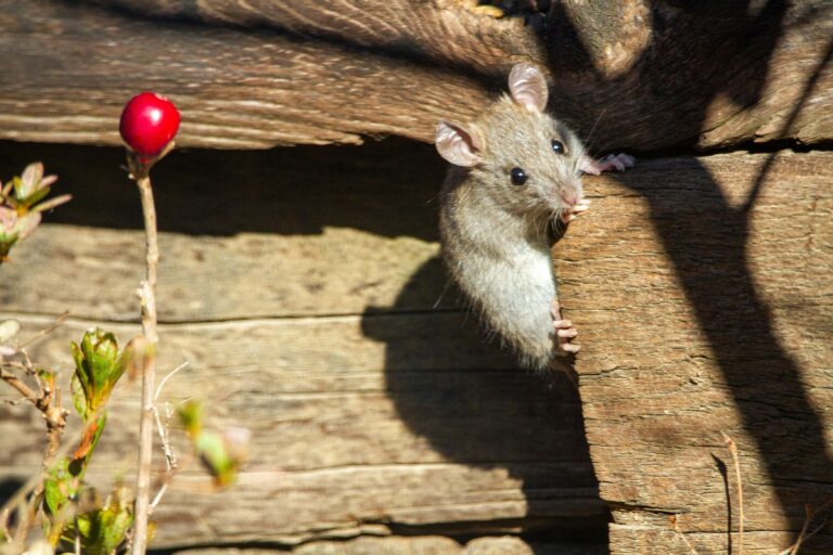 Roof rat peeking between wooden structures outdoors