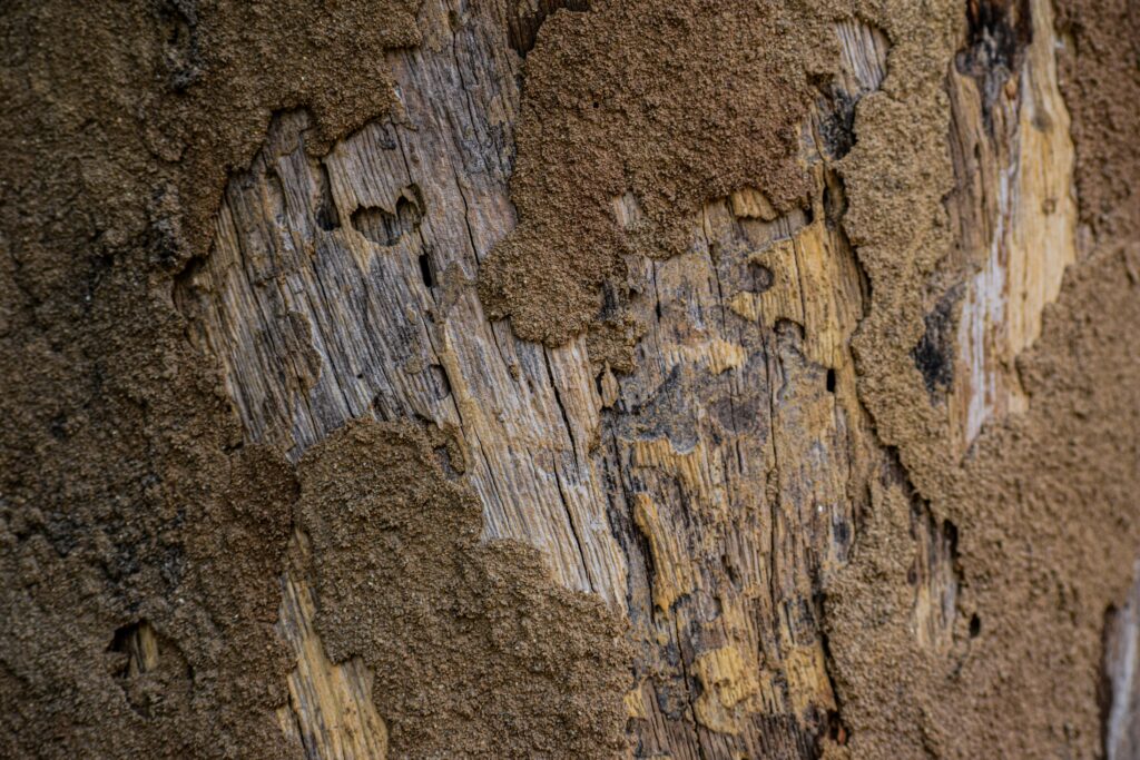 wood showing signs of termite damage