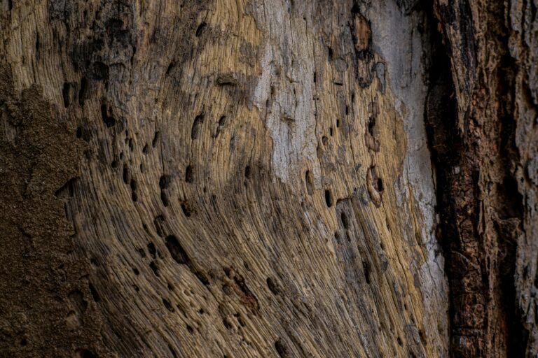 wood showing visible termite damage