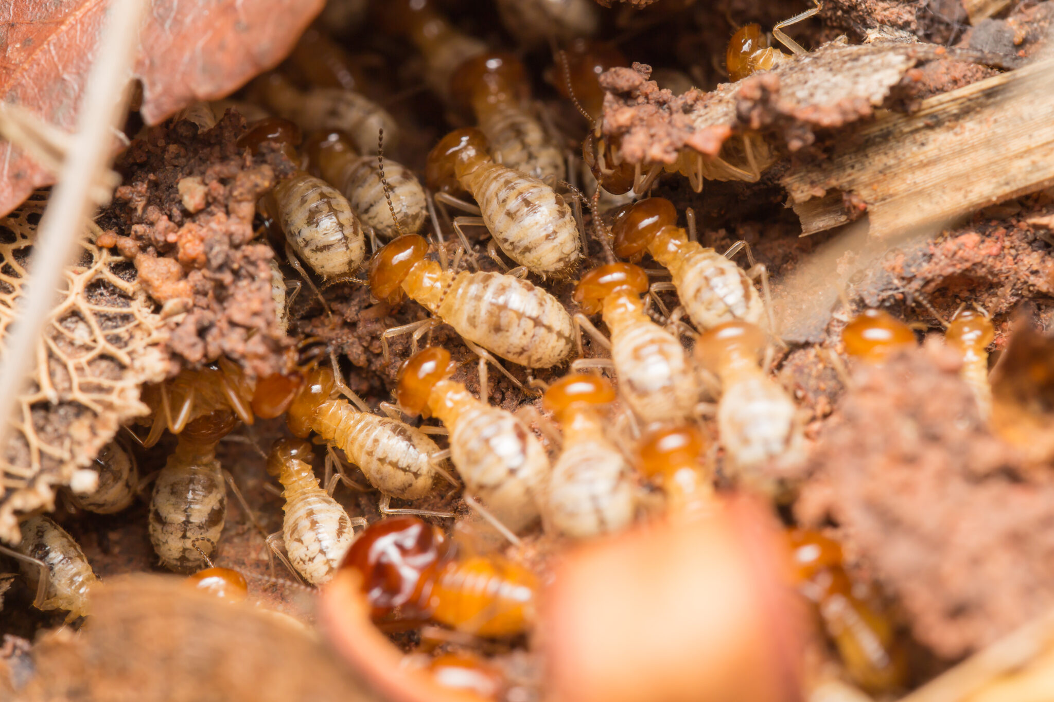 Chapman Pest Control