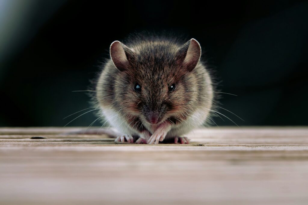 Wild house mouse sitting on a wooden surface