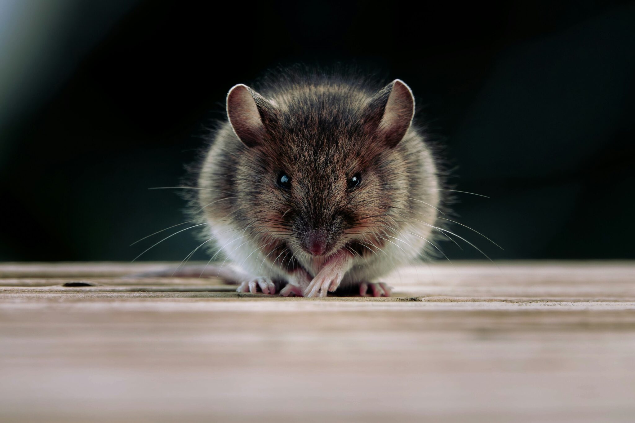 Chapman Pest Control