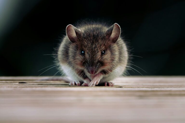 Wild house mouse sitting on a wooden surface