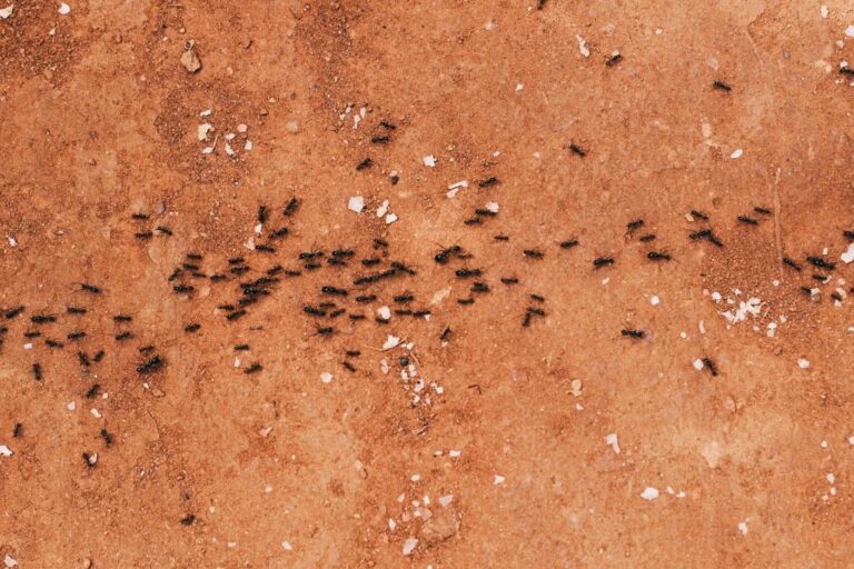 Group of black ants walking in a line on brown earth